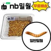 nb밀웜 살아있는 밀웜 생밀웜 - 일반밀웜 대 1000마리