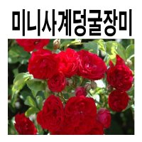 미니사계덩굴장미 체비체이스 포트묘