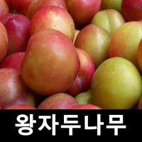 왕자두나무 묘목 H2 0