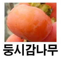 감나무 묘목 둥시감 곶감용 접목1년 2주묶음