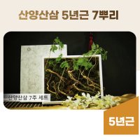 산양삼 5년근 7뿌리 장뇌산삼 장래삼 자연산 산삼 먹는방법 선물세트 장내삼