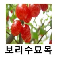 보리수나무 묘목 왕보리수 삽목2년