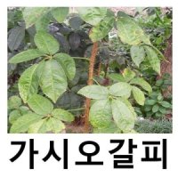 오갈피나무 묘목 가시오갈피 실생2년 20주묶음