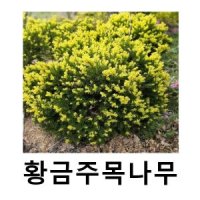 황금주목나무 묘목 화분묘