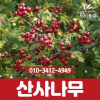 산사나무 접목1년 뿌리묘 1등묘 백화산사나무 산사 묘목 도시농부