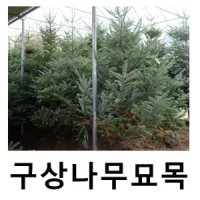 구상나무 묘목 키150cm