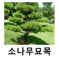 소나무 묘목 적송 금강송 키100cm