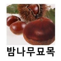 밤나무 묘목 대보 R4cm 결실주