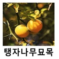 탱자나무 묘목 실생3년 5주묶음