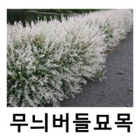 무늬버들나무 묘목 화이트핑크샐릭스 R2-3cm 분