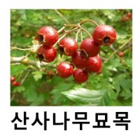 산사나무 묘목 실생2년