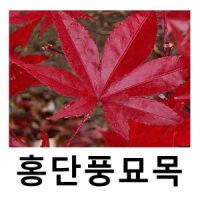 홍단풍나무 묘목 접목홍단풍 블러드굿 접목1년