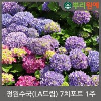 정원수국 LA드림 7치포트 1주 뿌리원예 조경 관상수 꽃나무 수국