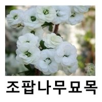 조팝나무 묘목 장미조팝 포트묘