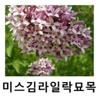 미스김라일락나무 묘목 삽목1년