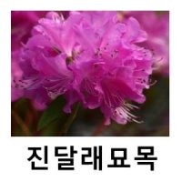 진달래나무 묘목 요시노 포트묘