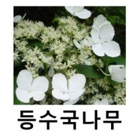 등수국나무 묘목 페티오라리스 5치포트묘