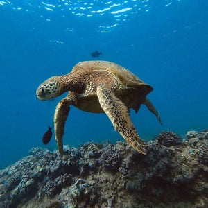 하와이 오아후 거북이 스노클링 크루즈 (한국인전용)