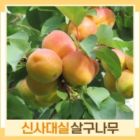 살구나무 묘목 신사대실 R4cm 결실주 분 1개