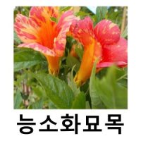 능소화나무 묘목 심품종 오렌지에이드 포트묘