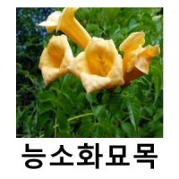 능소화나무 묘목 심품종 플라바 화분