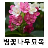 병꽃나무 묘목 삼색 7치화분