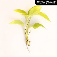 [미미네아쿠아] 형광 스킨답서스 3촉 - (베타수초 원예수초)