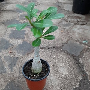 석화 아프리카식물 코덱스 괴근식물