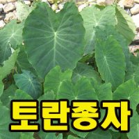 토란종자(300g) 주말농장 텃밭재배용 학습교재용