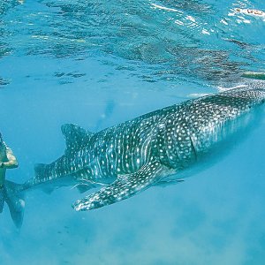필리핀 세부 오슬롭 고래상어 & 가와산 캐녀닝 투어 (한국인 가이드 동행)