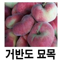 복숭아나무 묘목 거반도 납작복숭아 접목1년 특묘