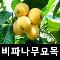 비파나무 묘목 실생2년 포트묘 3개묶음