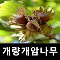 개량개암나무 묘목 헤이즐넛 평오 삽목2년 2주묶음