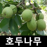 호두나무 묘목 상촌 실생1년 3주묶음