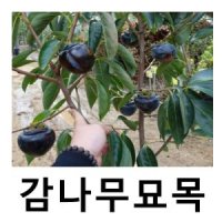 감나무 묘목 흑감 흑대시 R3cm