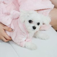 펫타올 강아지 고양이 목욕 샤워 캣츠모리 가운 타올 애견수건