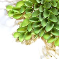 헬로아쿠아 수초-쿠쿠라타 종이컵표면-수질정화 어항위 부상수초식물