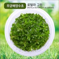 아쿠아마켓 무균 배양수초 로탈라 그린 후경수초