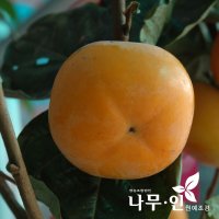 [나무인] 단감나무묘목