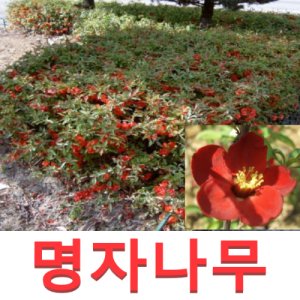 명자나무 묘목 (흑광)명품 명자 3년 분갈이포트묘 미활착