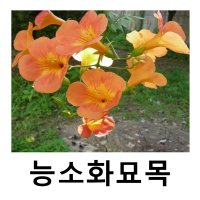 능소화나무 묘목 토종 동양능소화 키1 5m 화분