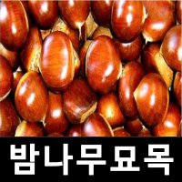 밤나무 묘목 옥광 R4cm