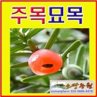 D소망 주목 묘목 실생2년생 25그루