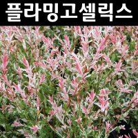 무늬버들 플라밍고셀릭스 묘목 개화주 포트1개 정원수 조경수