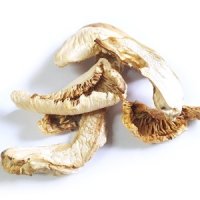 송이버섯 50g (Tricholoma Matsutake) 중국산