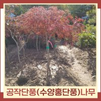 단풍나무 묘목 공작 수양홍단풍 R2cm 분 1개