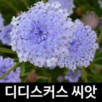 [가람원] 디디스커스 씨앗 꽃씨 꽃씨앗 종자 야생화 화초 50알