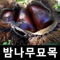 밤나무 묘목 추파 접목1년 2주묶음