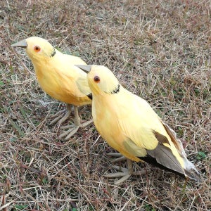 꾀꼬리 노랑새 모형 18cm 가짜 인조 모조 새 조류 실제 깃털사용 제작