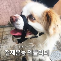 절제본능 머리리드줄 산책훈련 젠틀리더 헤드칼라 세나개 M